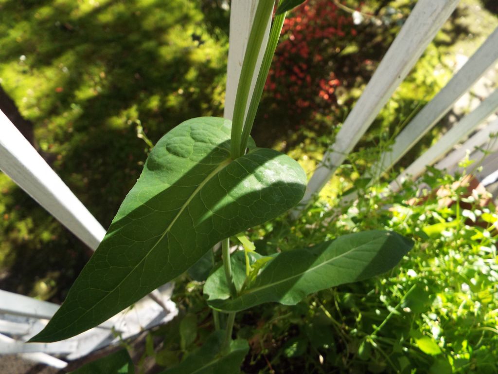 Sonchus oleraceus / Grespino comune