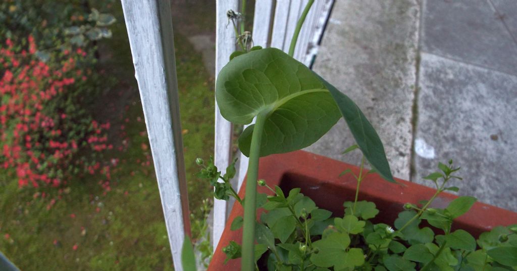 Sonchus oleraceus / Grespino comune