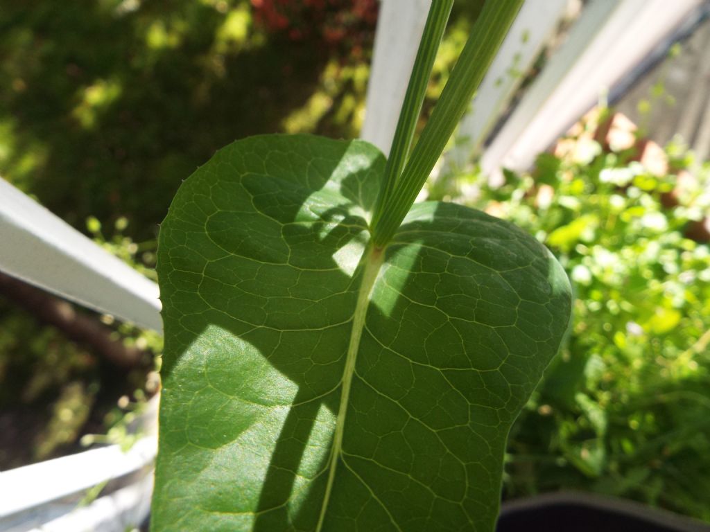 Sonchus oleraceus / Grespino comune