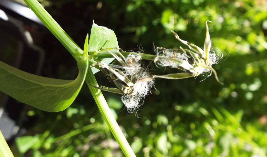 Sonchus oleraceus / Grespino comune