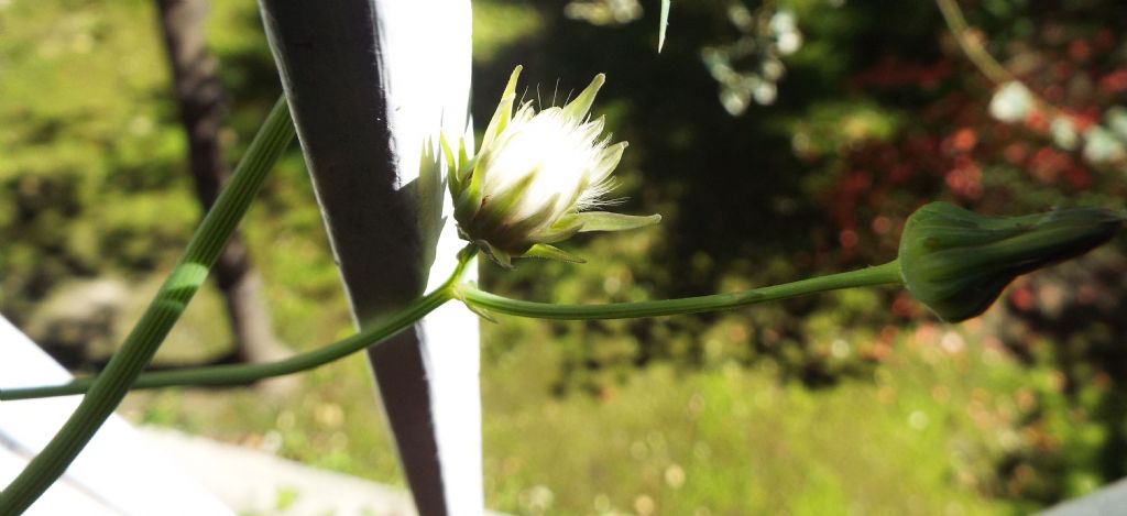 Sonchus oleraceus / Grespino comune