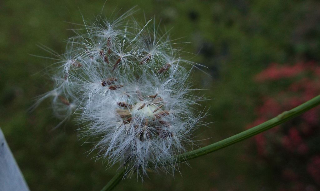 Sonchus oleraceus / Grespino comune