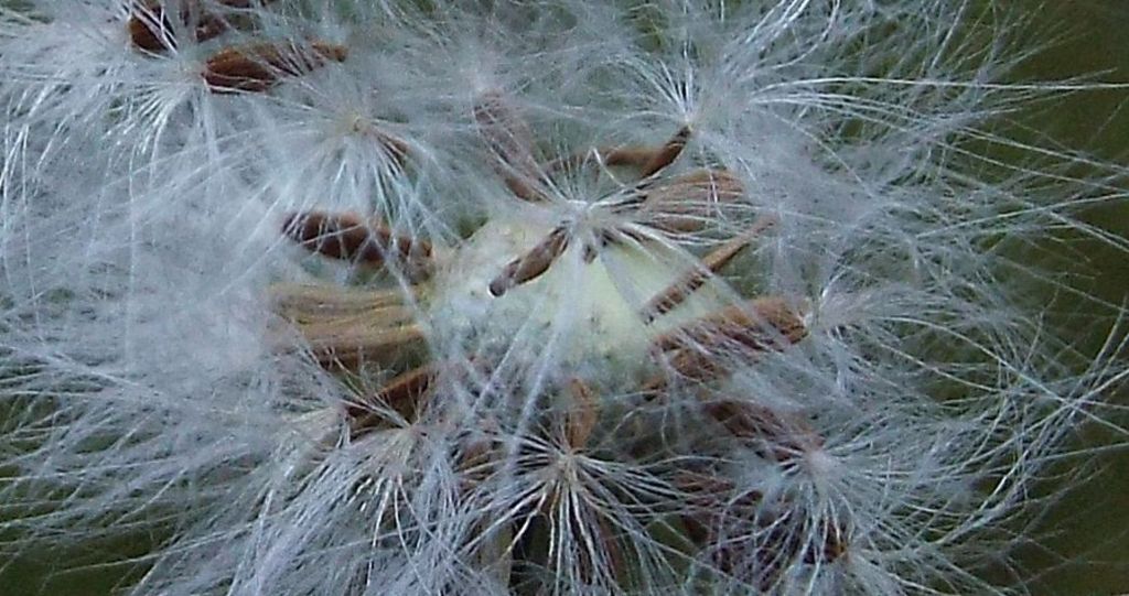 Sonchus oleraceus / Grespino comune