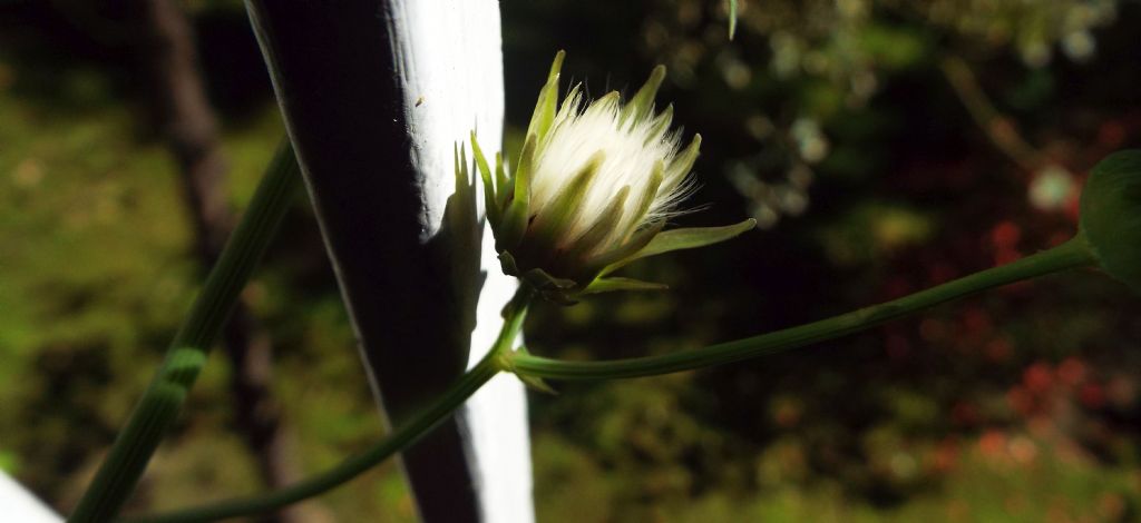 Sonchus oleraceus / Grespino comune