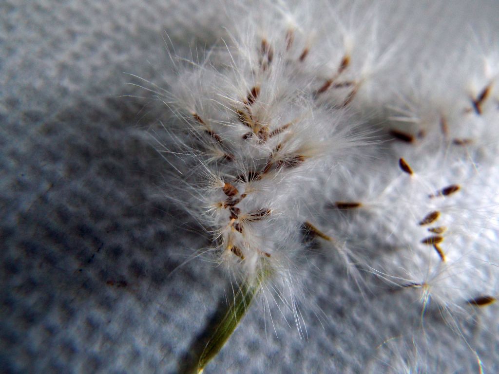 Sonchus oleraceus / Grespino comune