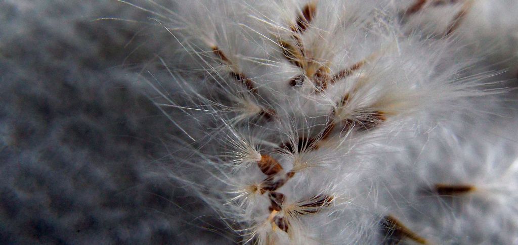 Sonchus oleraceus / Grespino comune