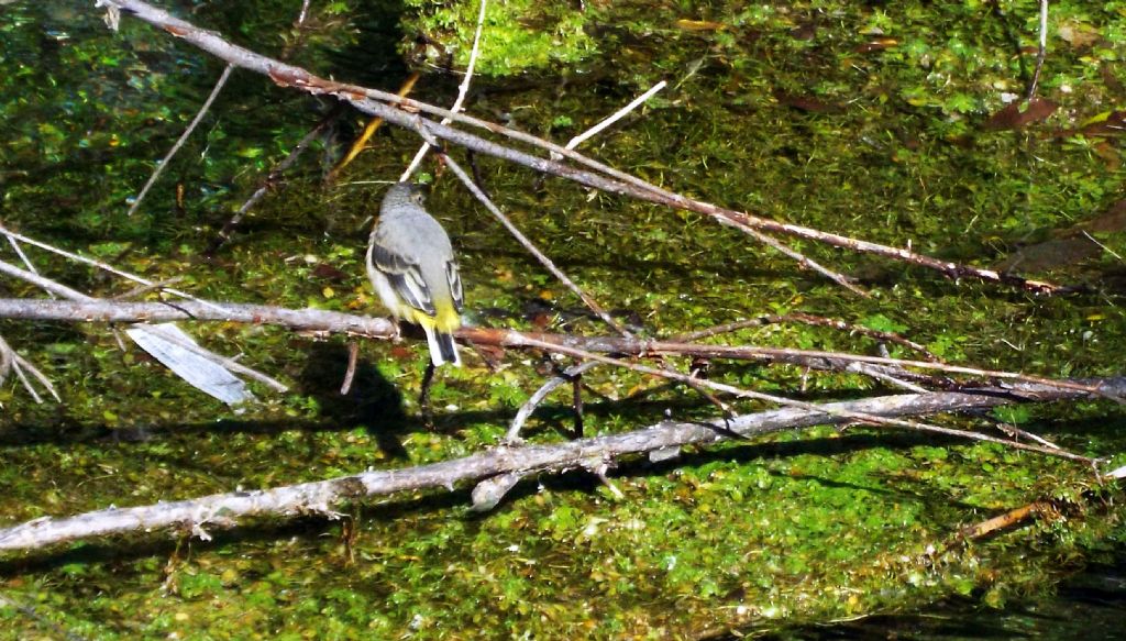 Ballerina gialla (Motacilla cinerea), giovane