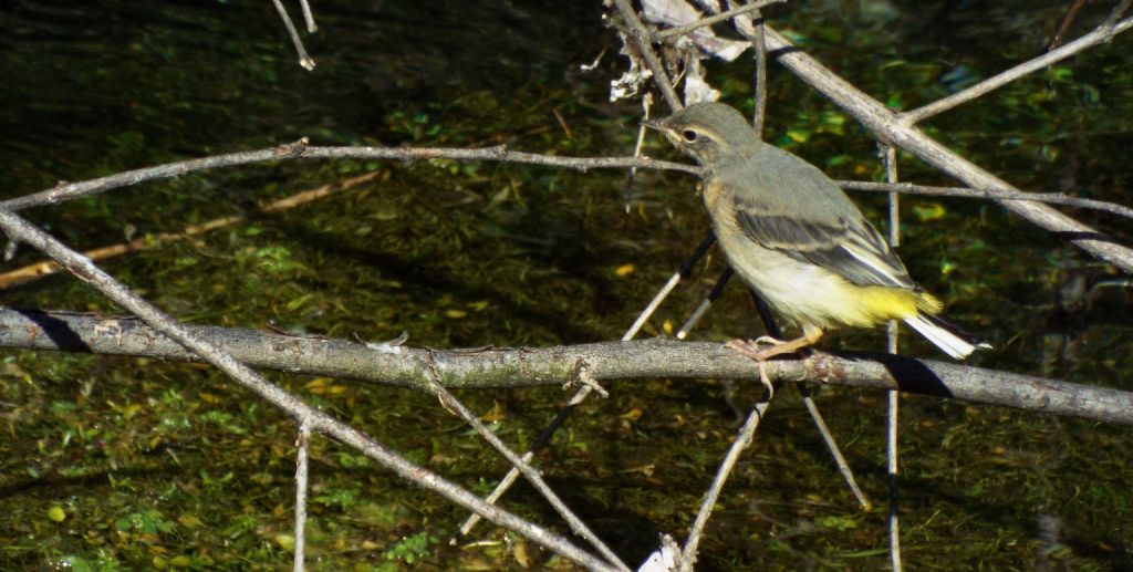 Ballerina gialla (Motacilla cinerea), giovane