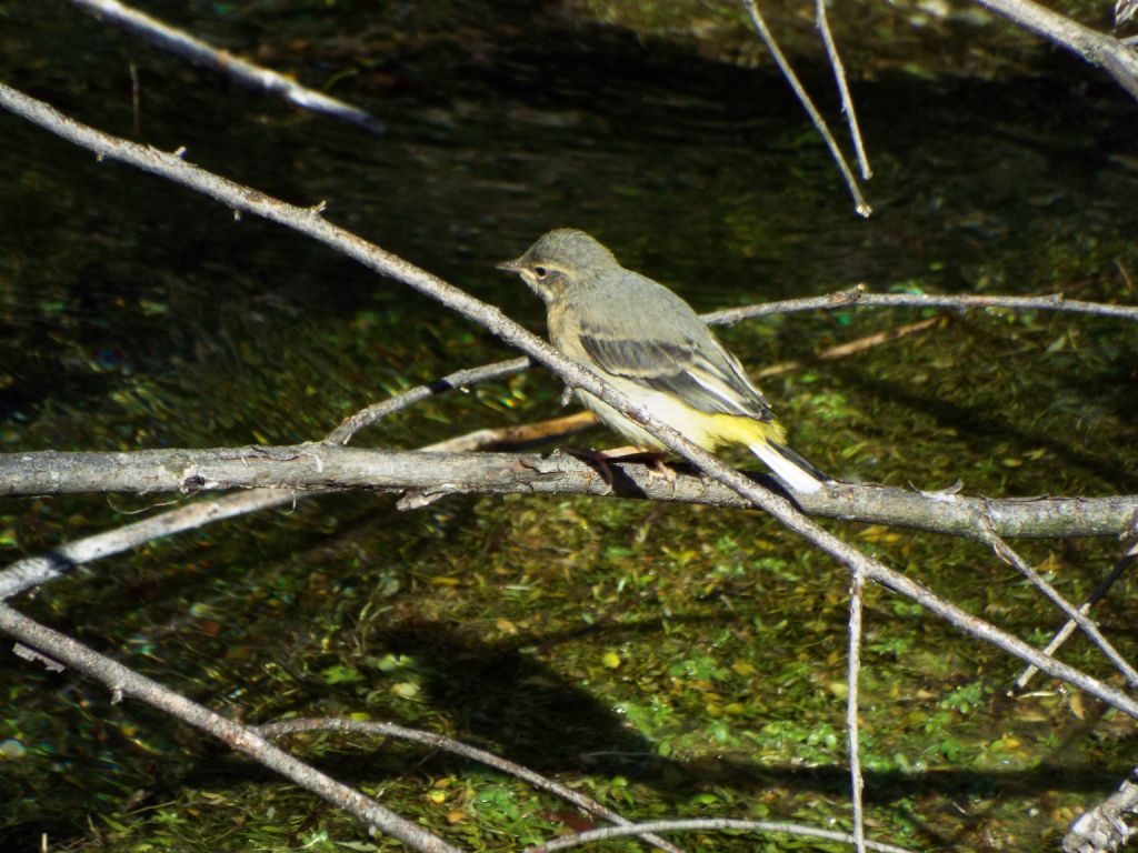 Ballerina gialla (Motacilla cinerea), giovane