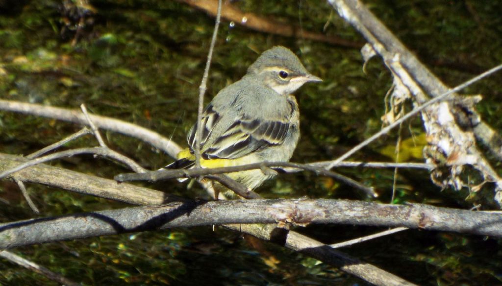 Ballerina gialla (Motacilla cinerea), giovane