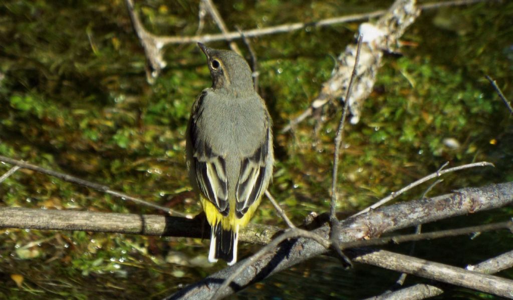 Ballerina gialla (Motacilla cinerea), giovane