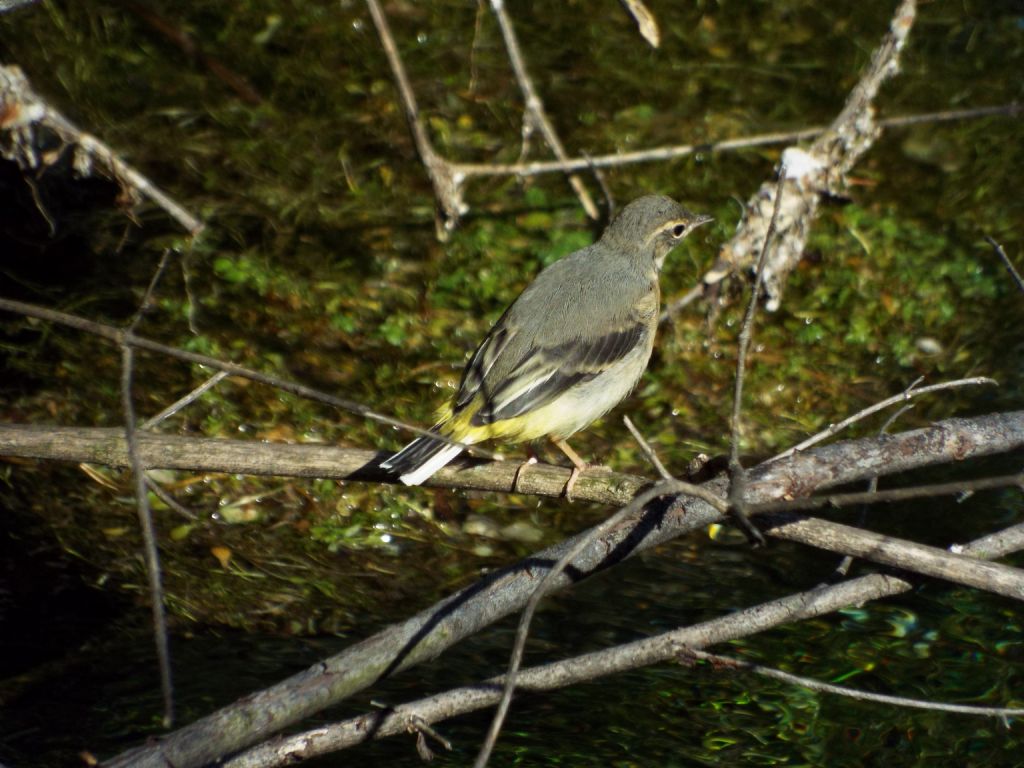 Ballerina gialla (Motacilla cinerea), giovane