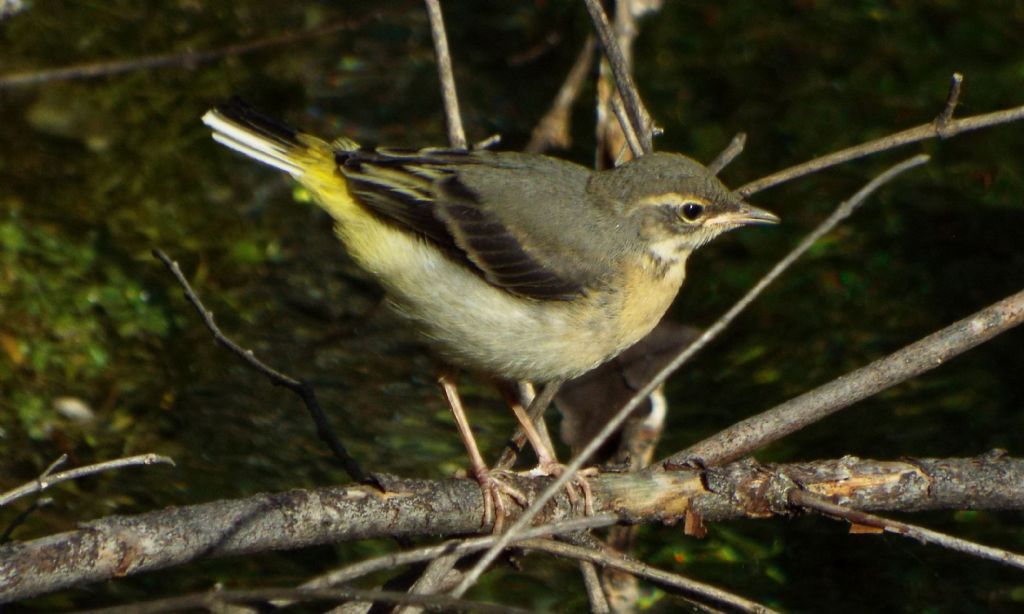 Ballerina gialla (Motacilla cinerea), giovane