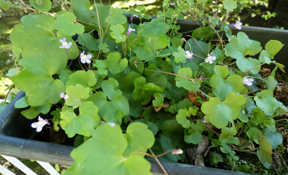 Cymbalaria muralis (Plantaginaceae)