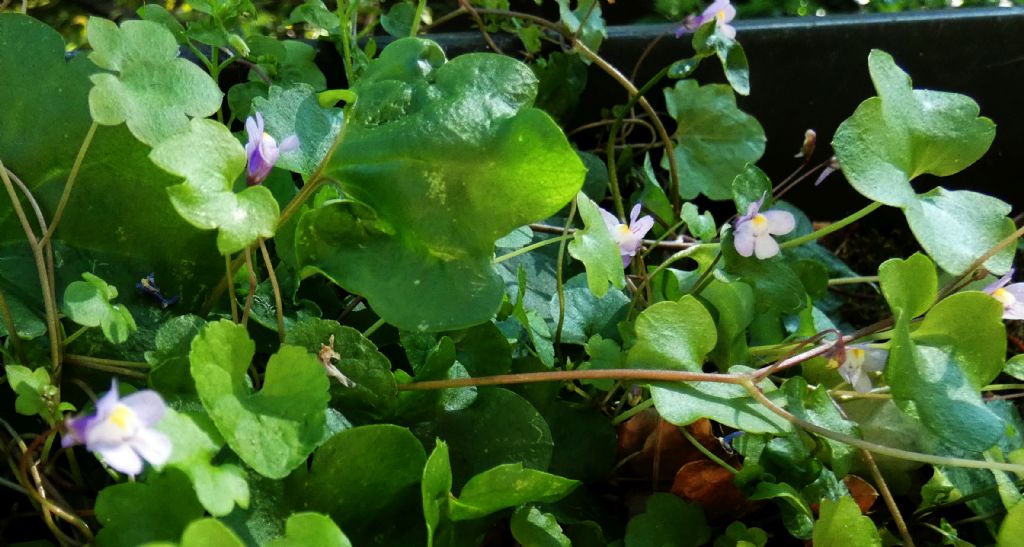 Cymbalaria muralis (Plantaginaceae)