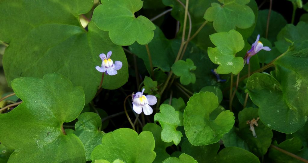 Cymbalaria muralis (Plantaginaceae)