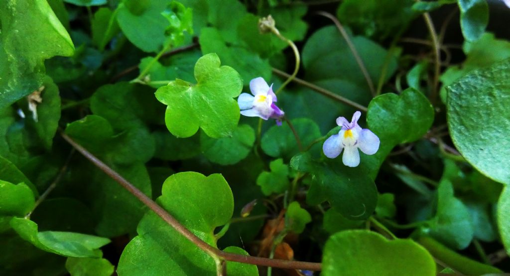 Cymbalaria muralis (Plantaginaceae)