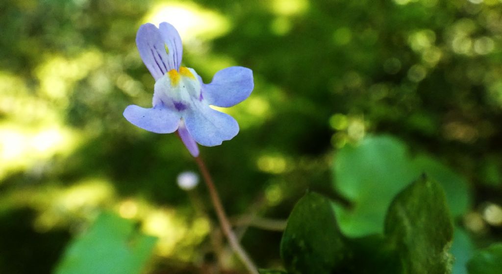 Cymbalaria muralis (Plantaginaceae)