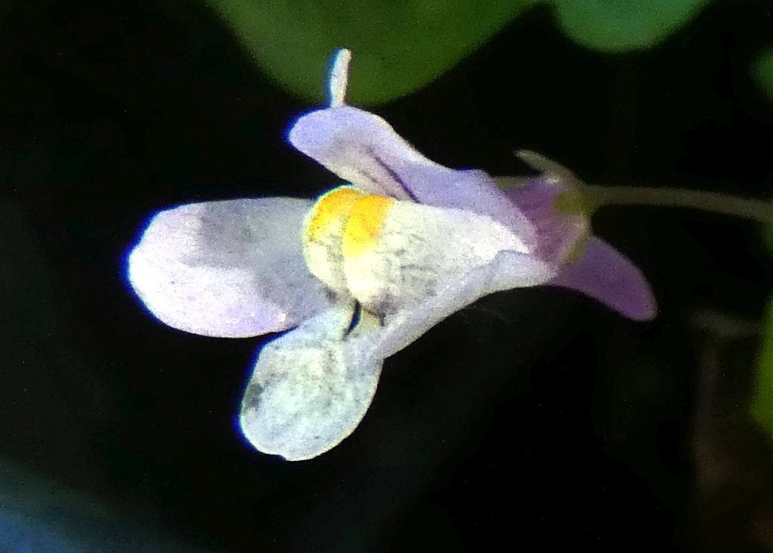 Cymbalaria muralis (Plantaginaceae)