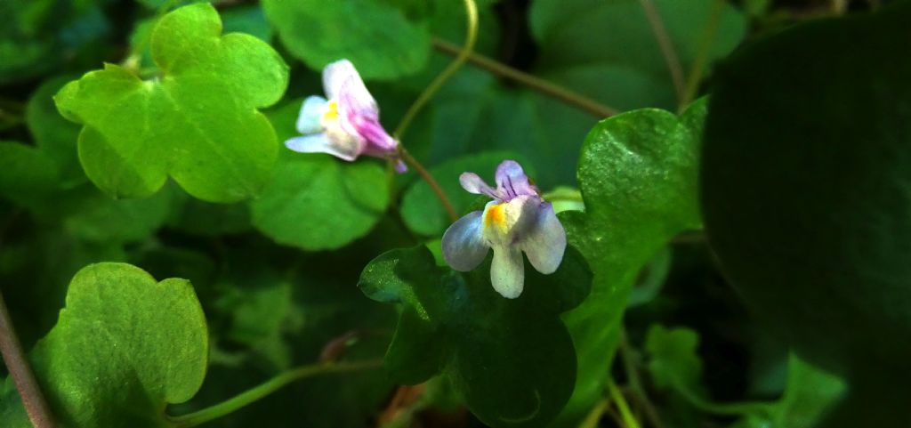 Cymbalaria muralis (Plantaginaceae)