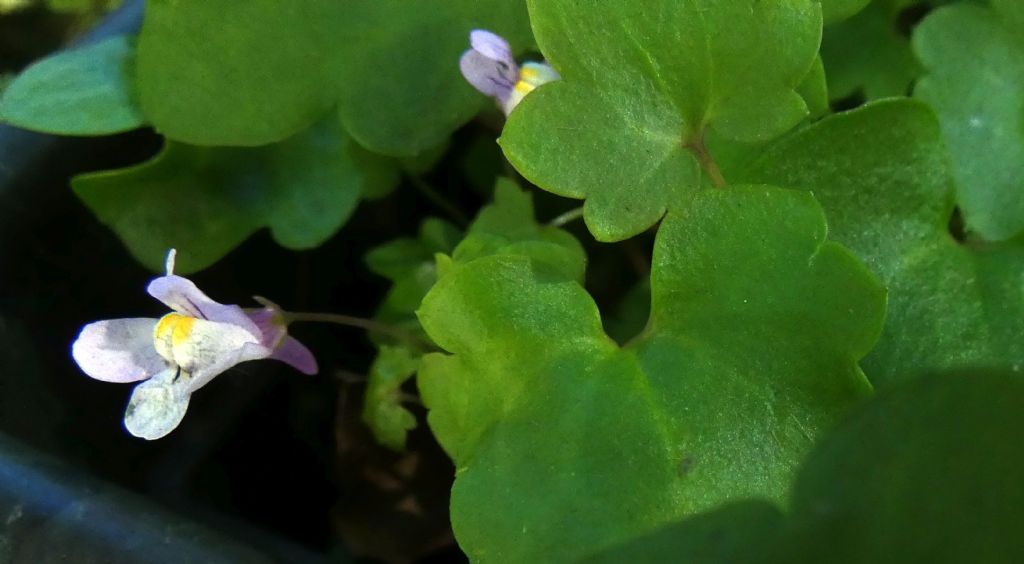 Cymbalaria muralis (Plantaginaceae)