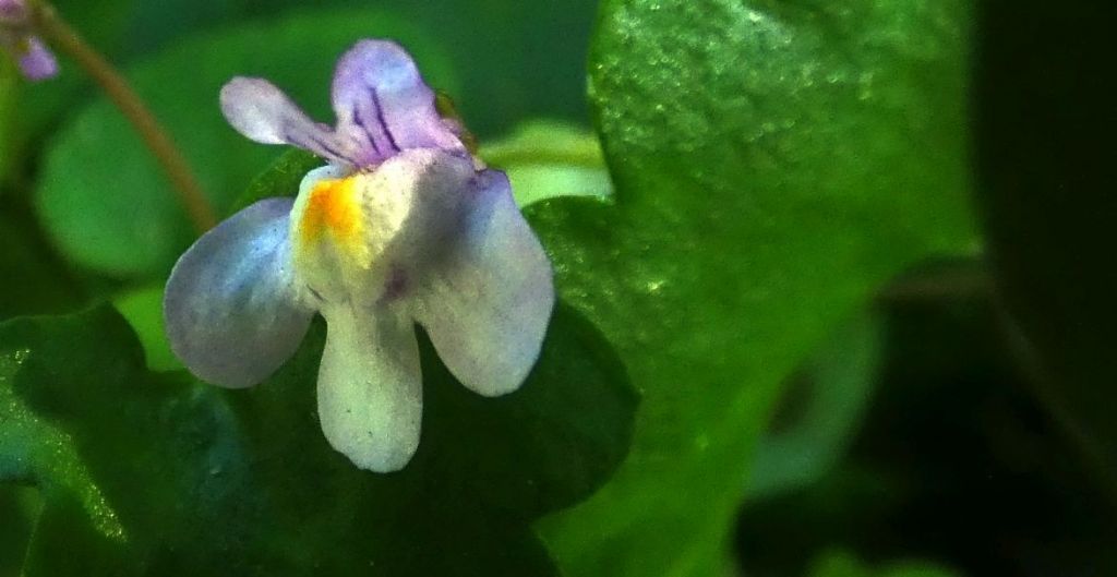 Cymbalaria muralis (Plantaginaceae)