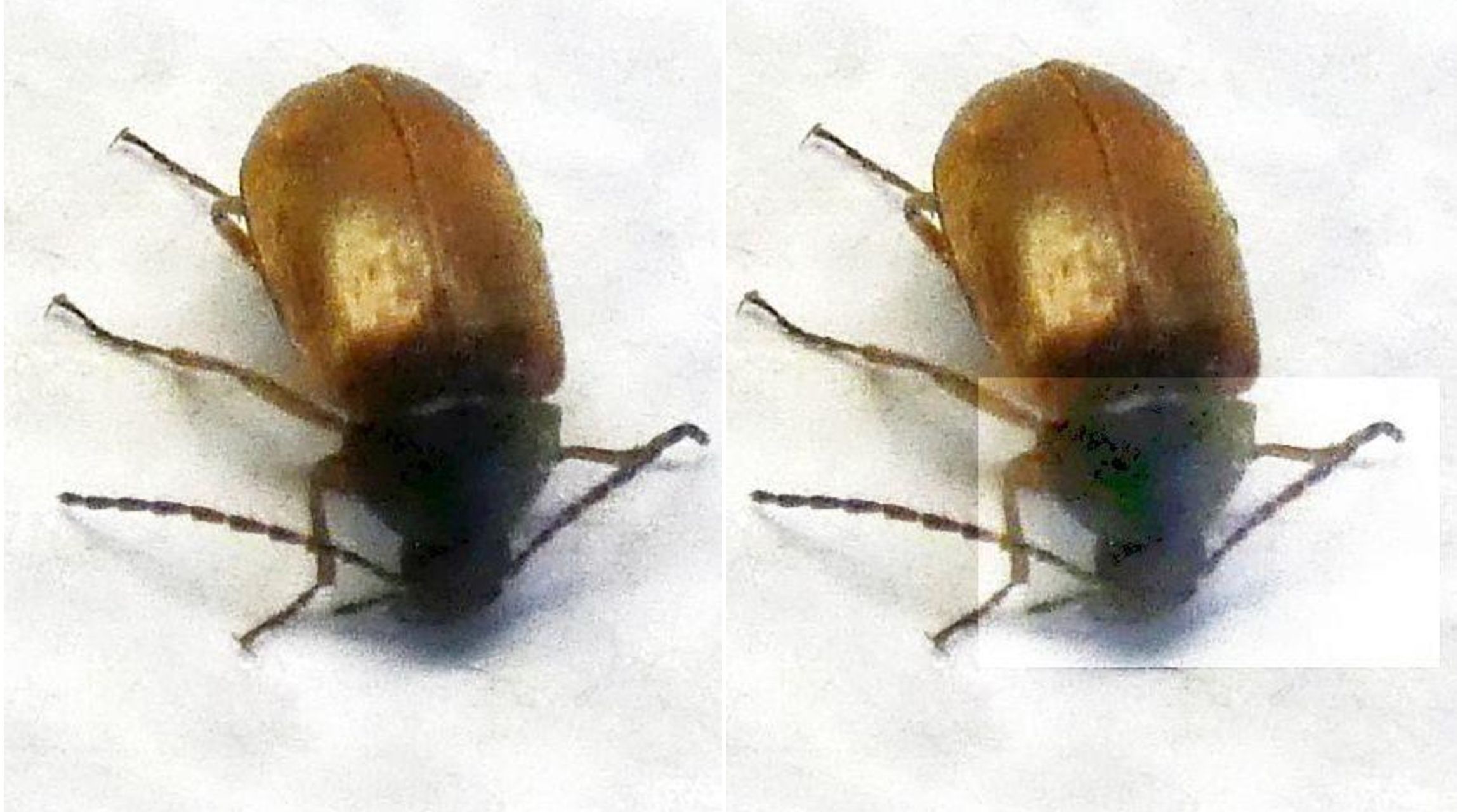 Tenebrionidae Alleculinae: Isomira sp.