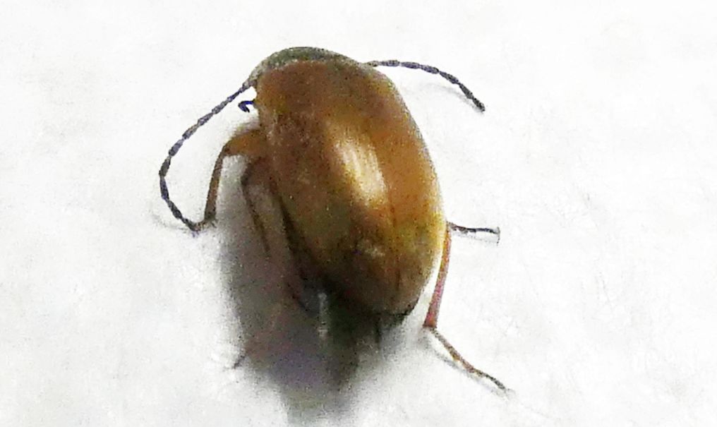 Tenebrionidae Alleculinae: Isomira sp.