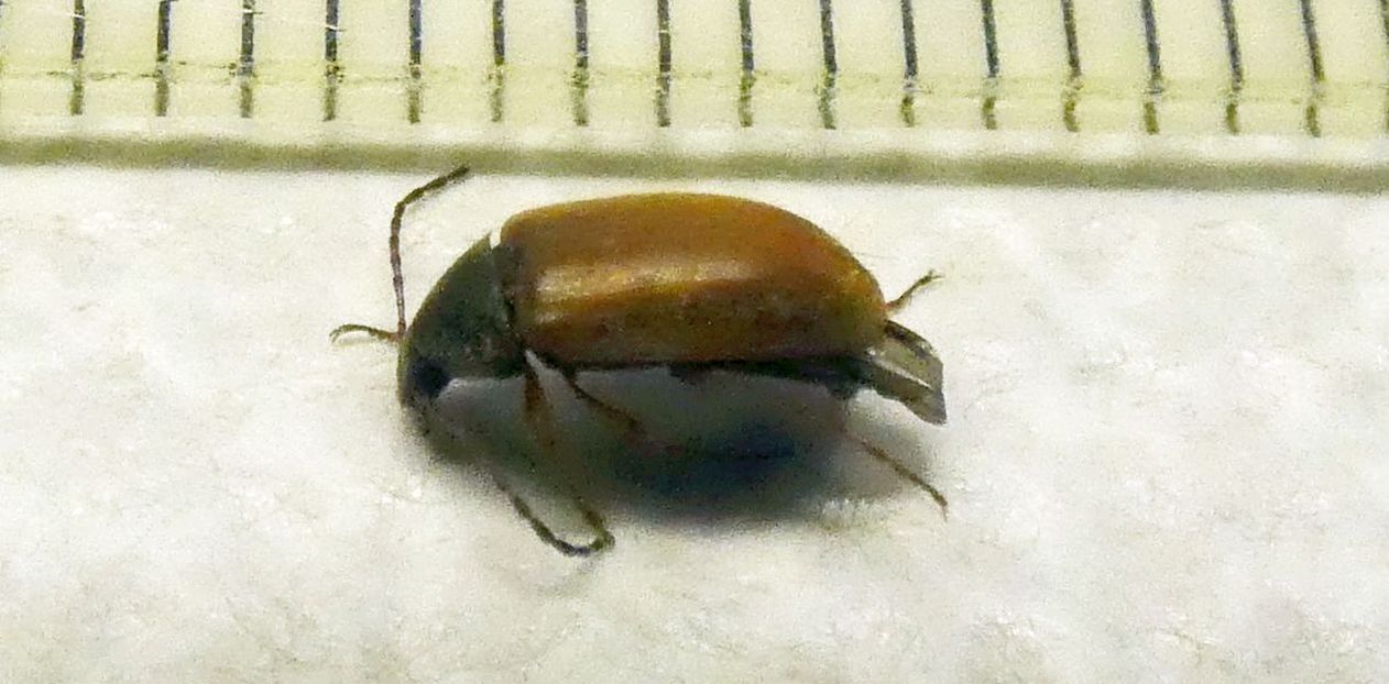 Tenebrionidae Alleculinae: Isomira sp.