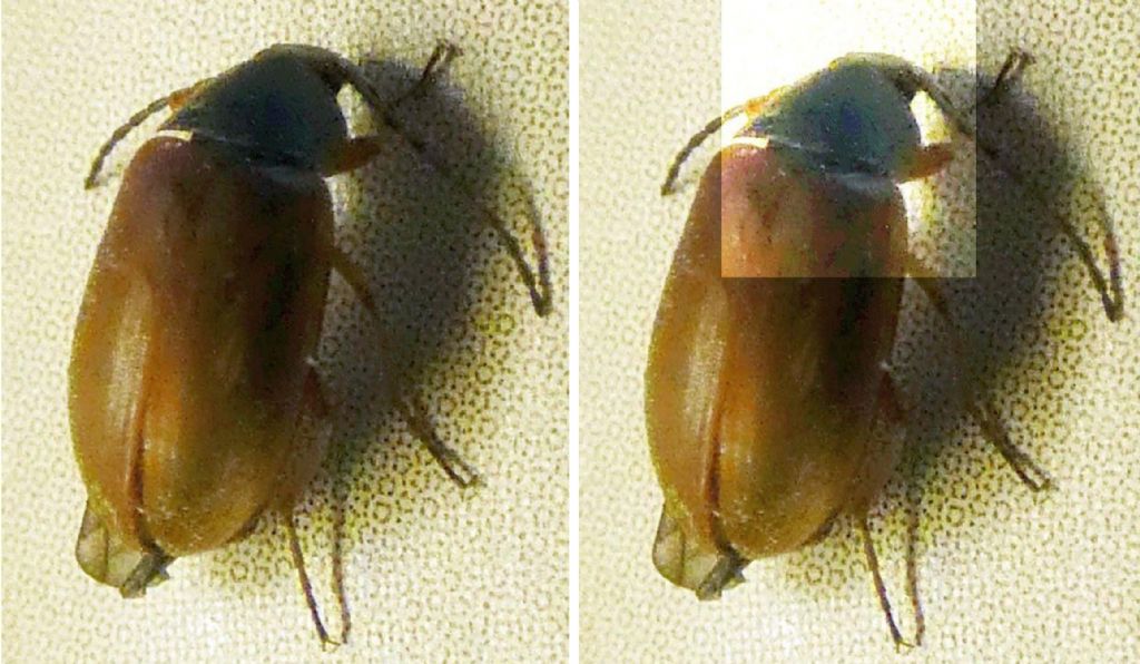 Tenebrionidae Alleculinae: Isomira sp.