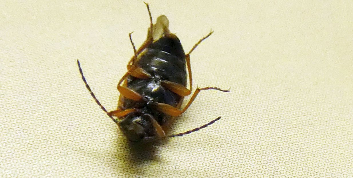 Tenebrionidae Alleculinae: Isomira sp.