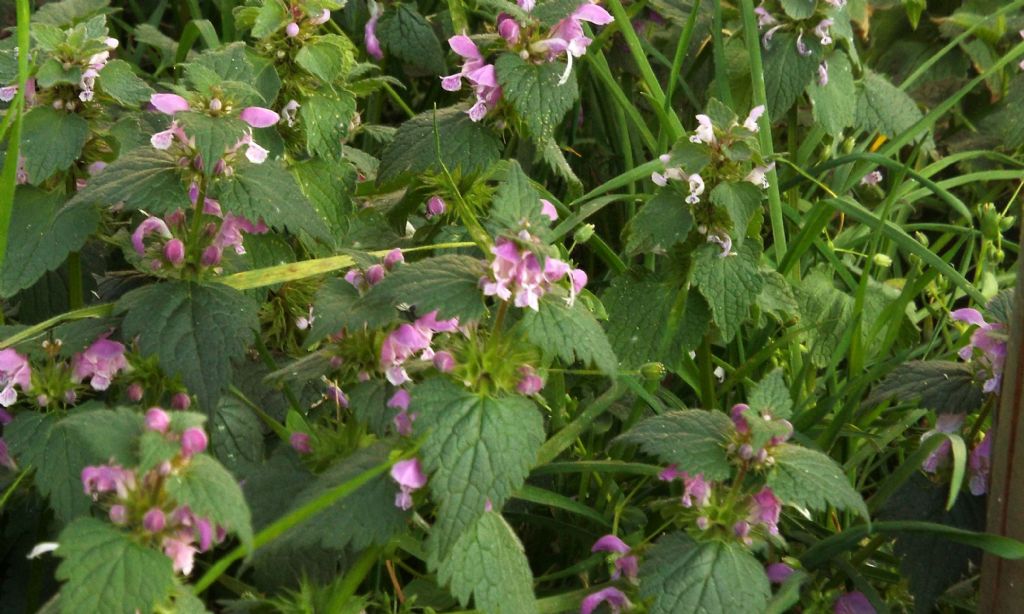 Lamium purpureum ?  S !