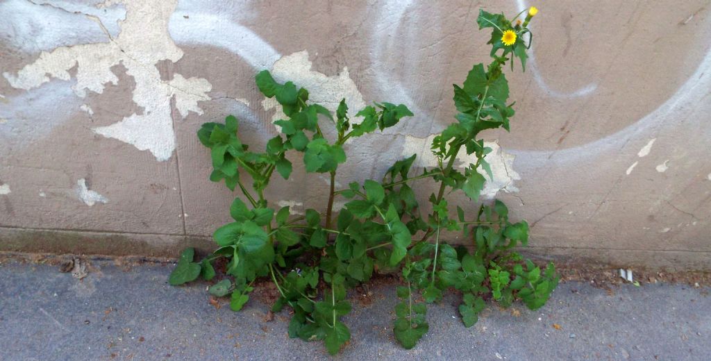 Sonchus tenerrimus / Grespino sfrangiato