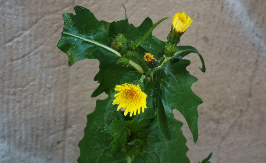 Sonchus tenerrimus / Grespino sfrangiato