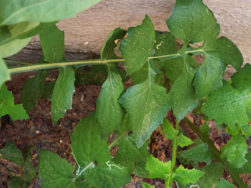 Sonchus tenerrimus / Grespino sfrangiato