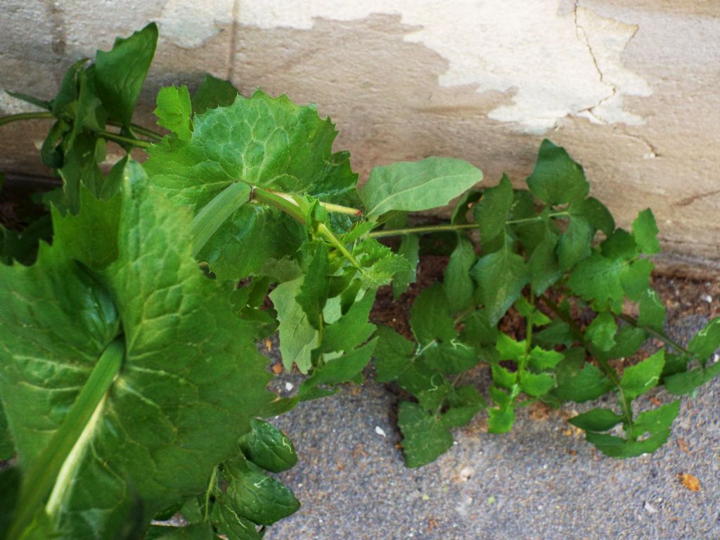 Sonchus tenerrimus / Grespino sfrangiato