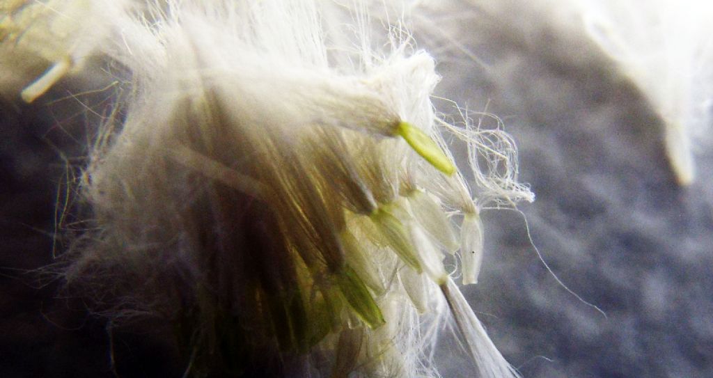 Sonchus tenerrimus / Grespino sfrangiato