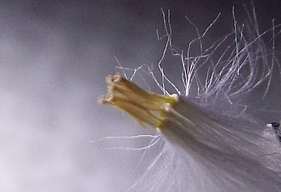 Sonchus tenerrimus / Grespino sfrangiato