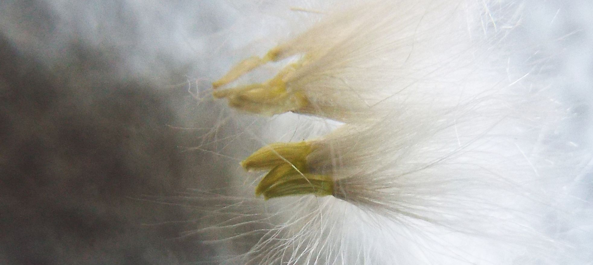 Sonchus tenerrimus / Grespino sfrangiato