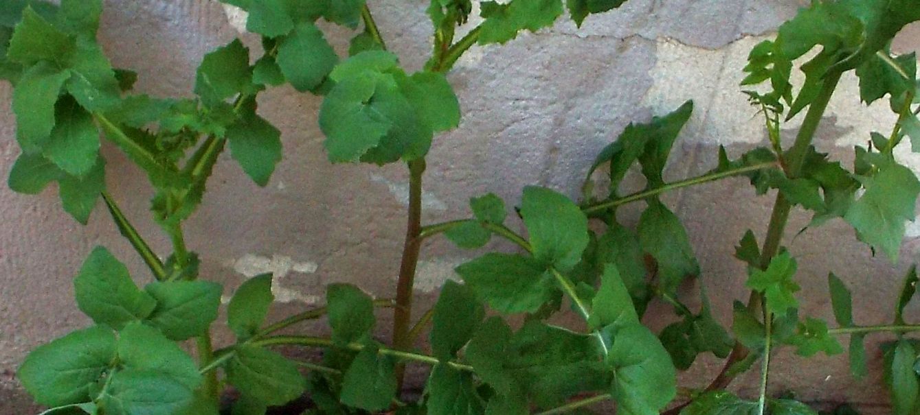 Sonchus tenerrimus / Grespino sfrangiato