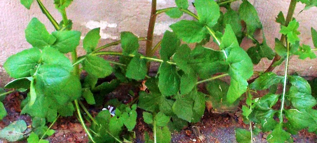 Sonchus tenerrimus / Grespino sfrangiato