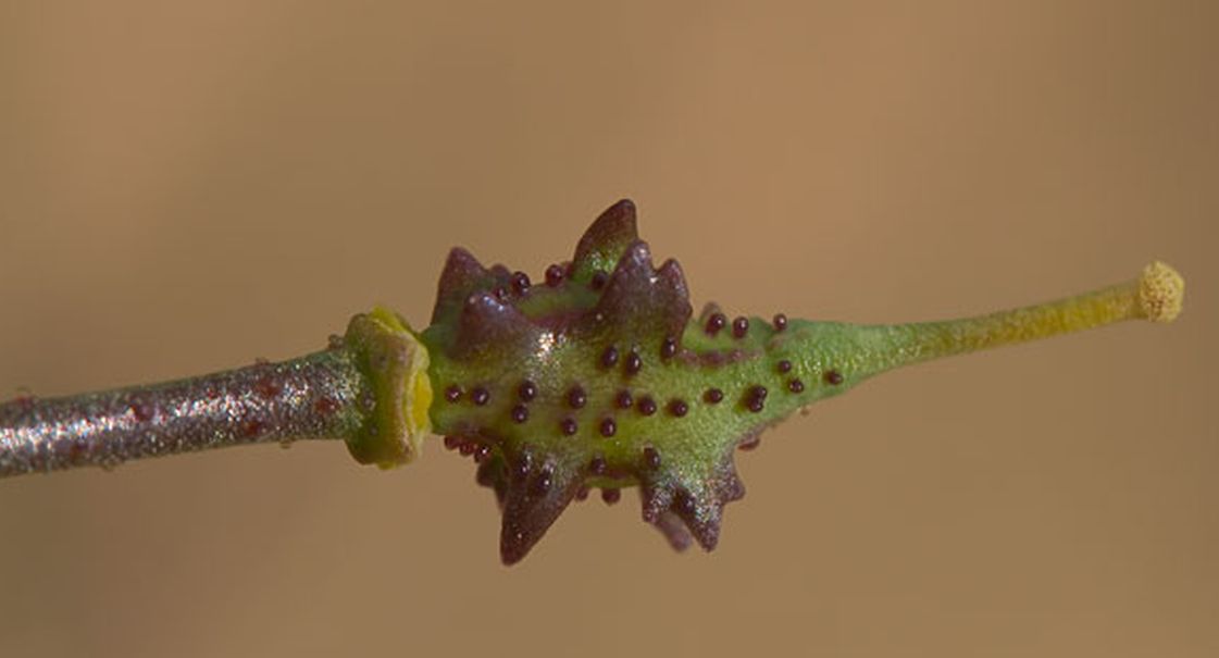 Bunias erucago / Cascellore comune