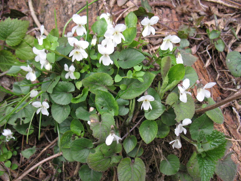 Viola alba / Viola bianca