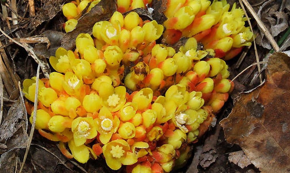 Fiori dal Monte Venda (Colli Euganei)