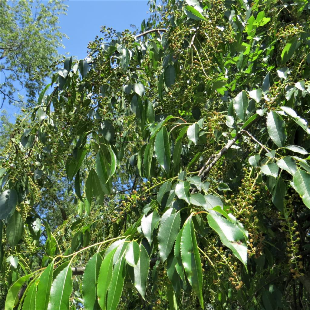 Albero/arbusto da id.:  Prunus serotina da confermare