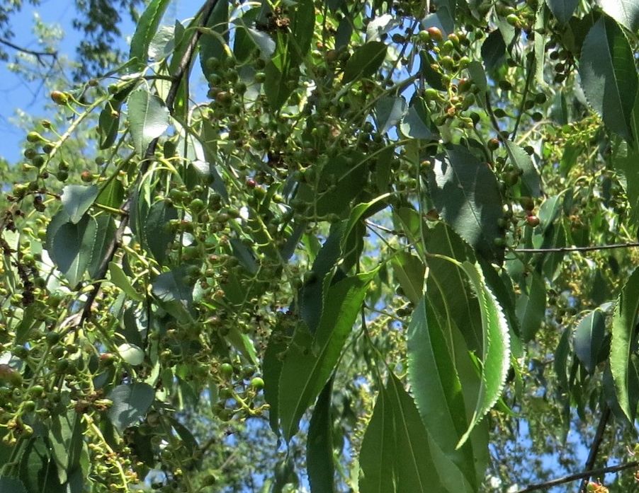 Albero/arbusto da id.:  Prunus serotina da confermare