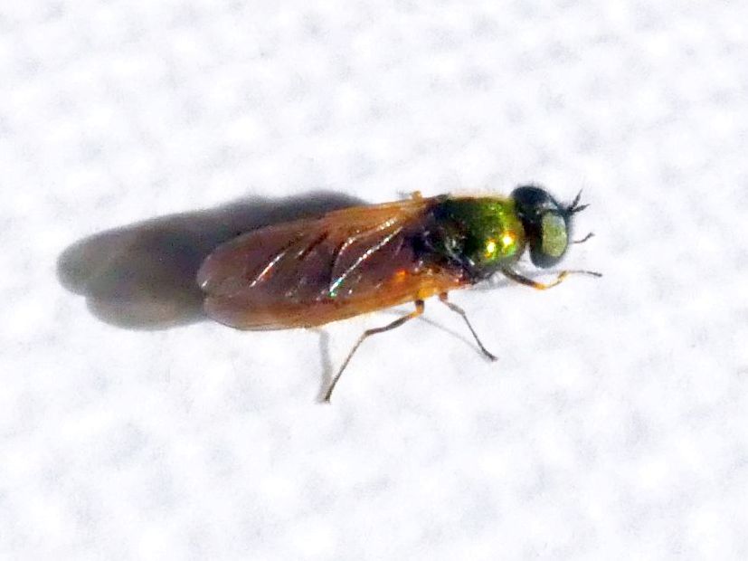 Syrphidae ?   No, Stratiomyidae: Chloromyia formosa, maschio