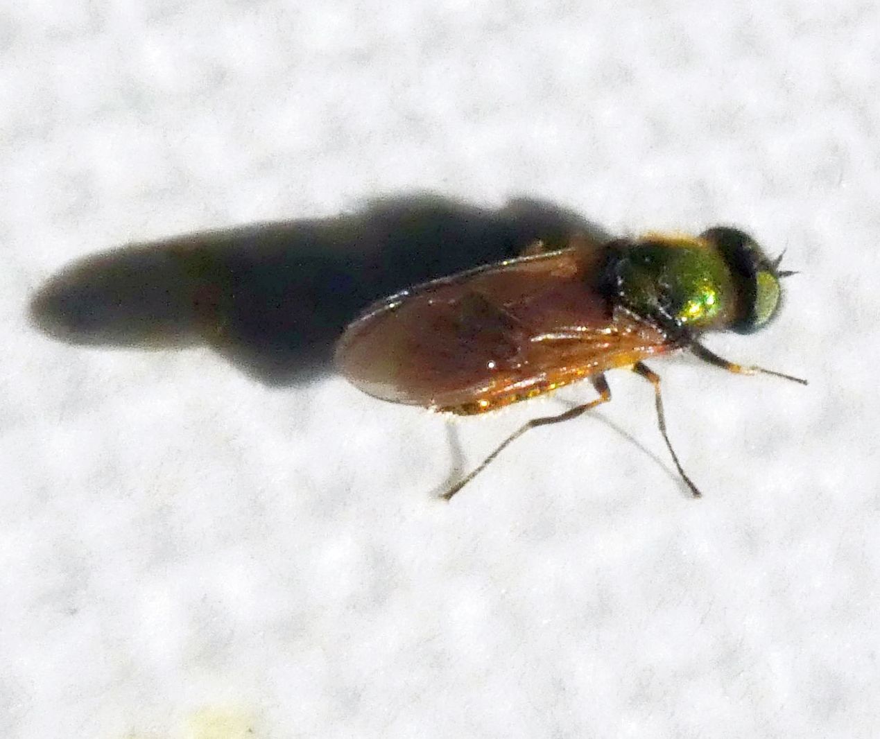 Syrphidae ?   No, Stratiomyidae: Chloromyia formosa, maschio