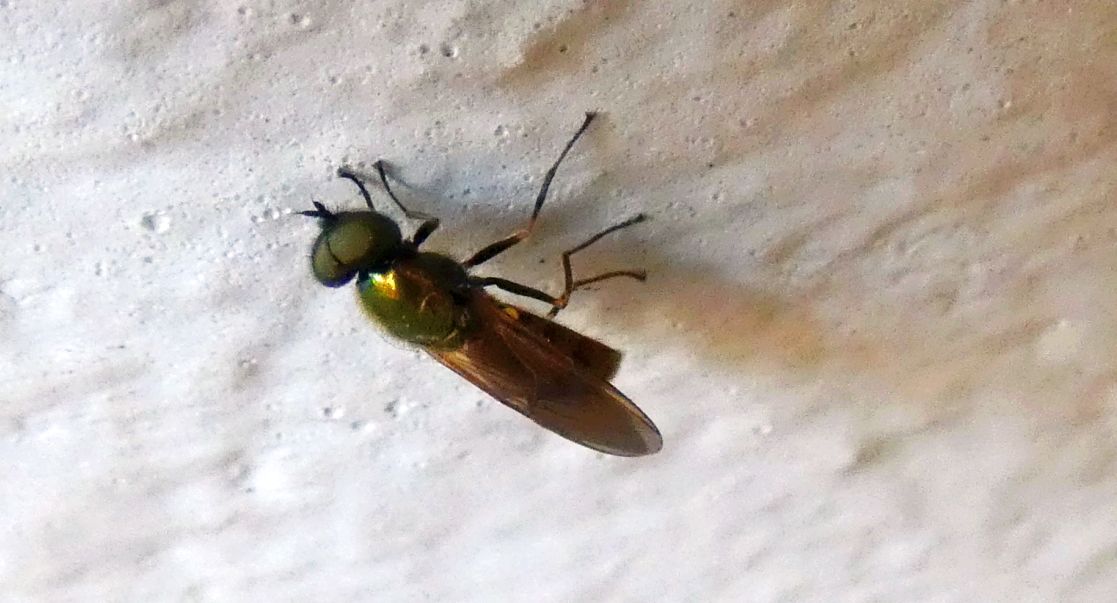 Syrphidae ?   No, Stratiomyidae: Chloromyia formosa, maschio