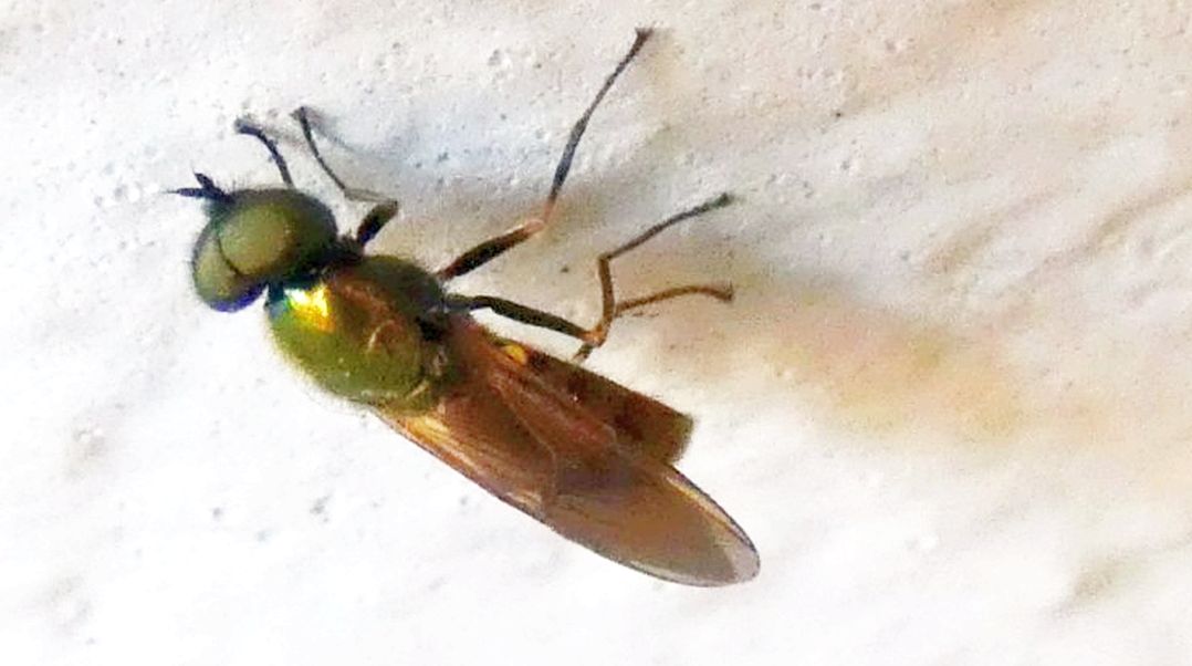 Syrphidae ?   No, Stratiomyidae: Chloromyia formosa, maschio